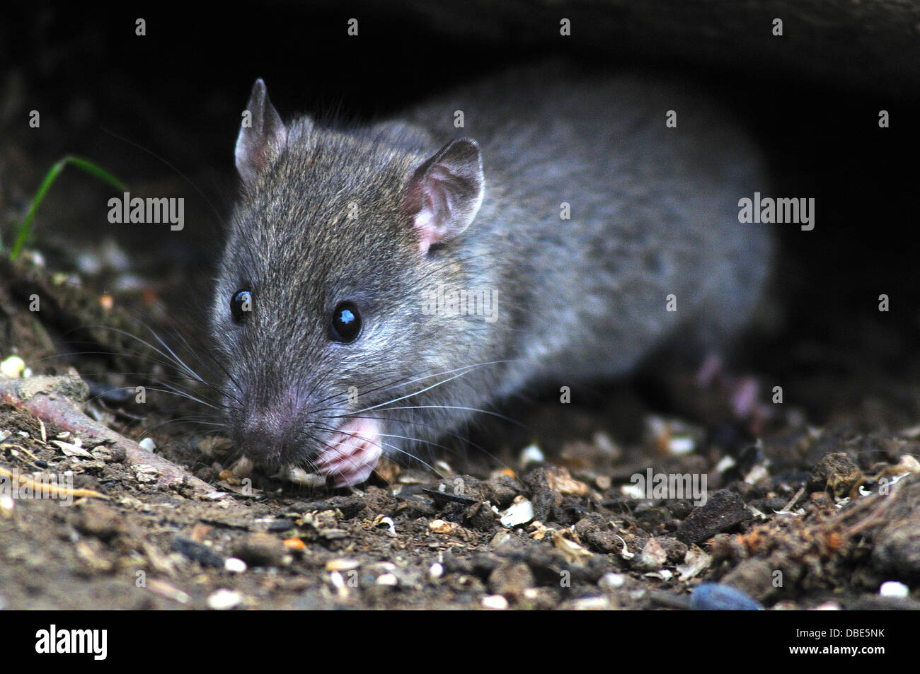 rat brun Banque D'Images