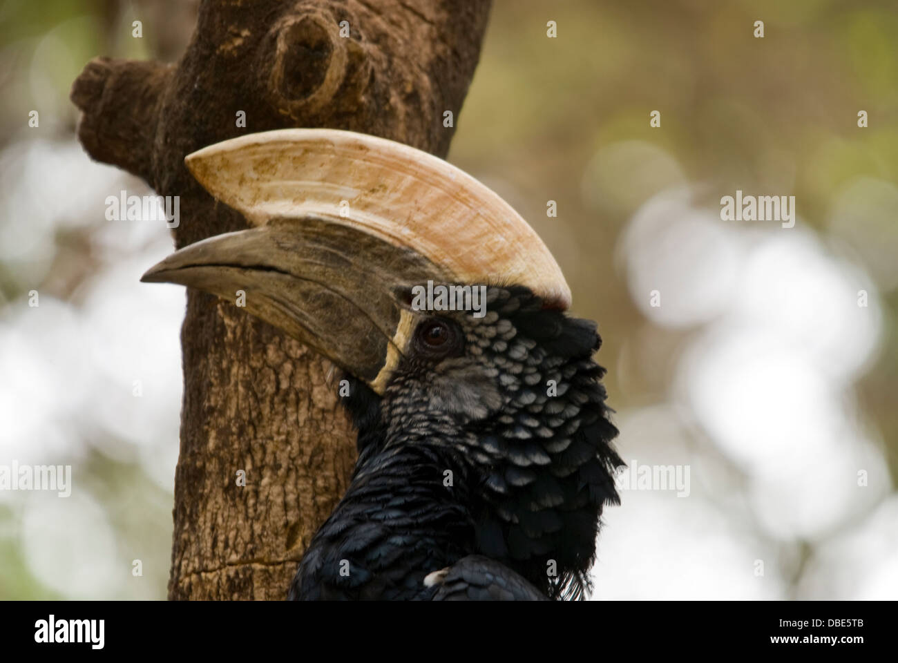 Silver-Cheeked Calao (close up) Banque D'Images