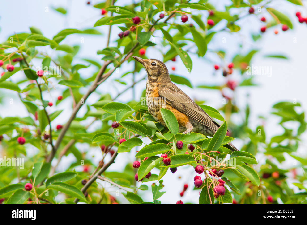 Les jeunes d'Amérique (Turdus migratorius) dans l'arbre l'amélanchier Banque D'Images