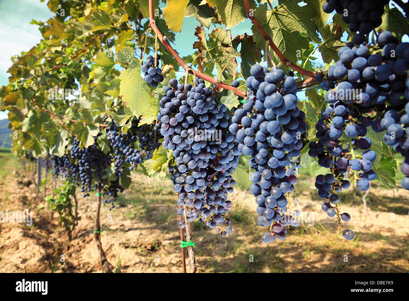 Lignes de production de raisins dans la région du chianti, Toscane. Italie Banque D'Images