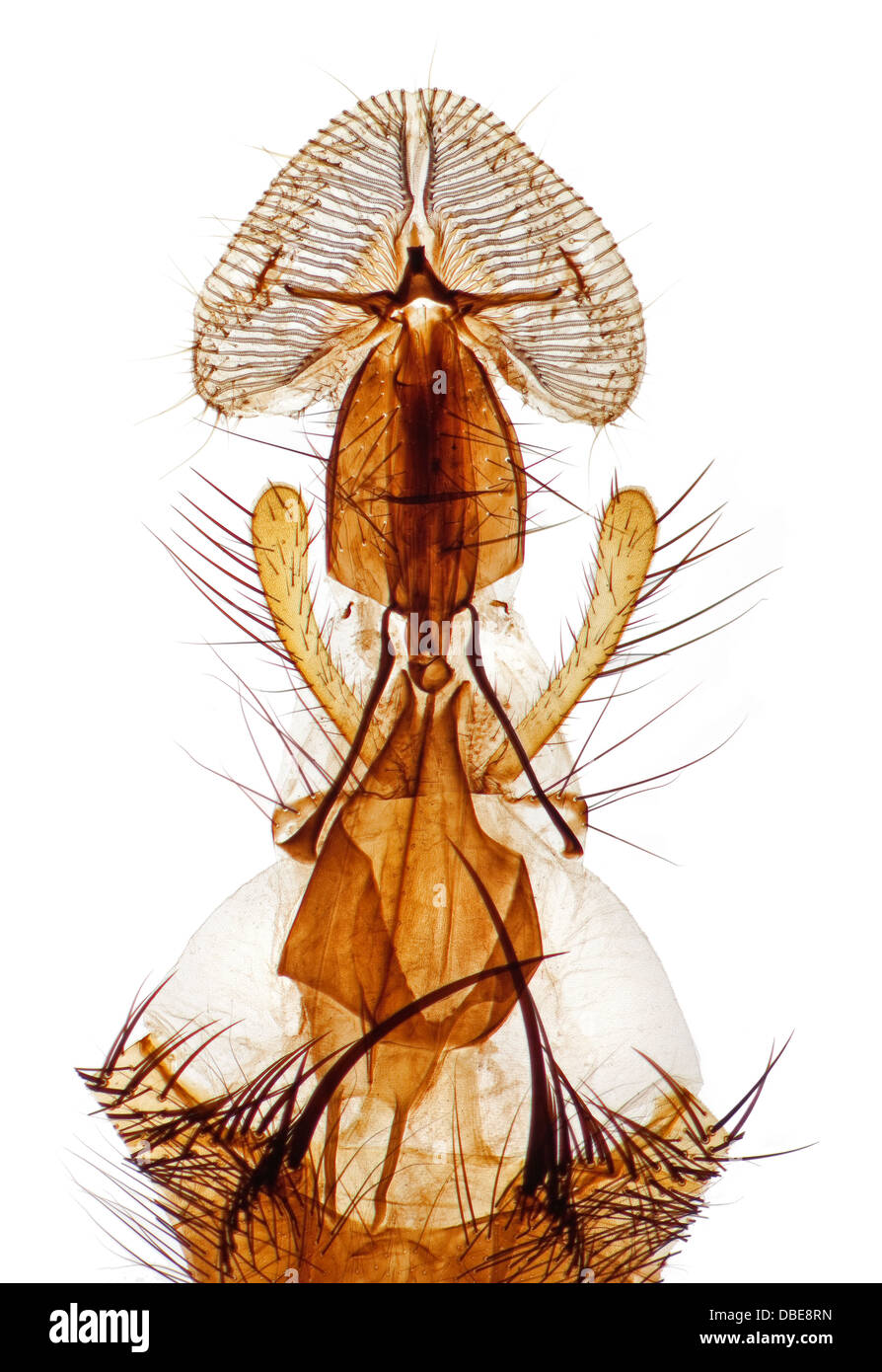 Un proboscis calliphoridés, pièces buccales, préparé de microscope, sujet classique de style victorien. Banque D'Images