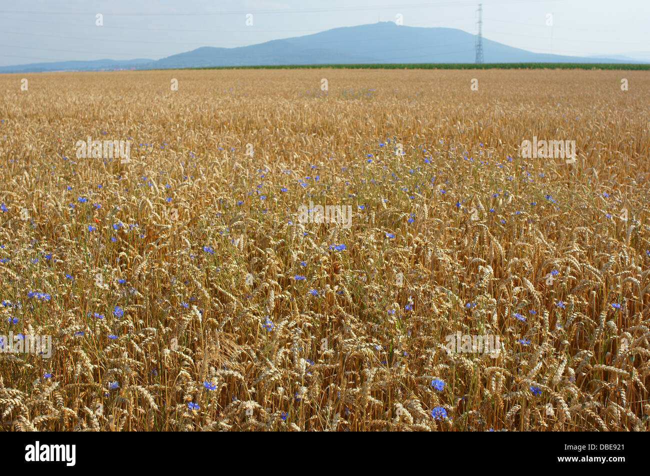 Champ de blé mûr dans une journée ensoleillée Triticum aestivum Banque D'Images