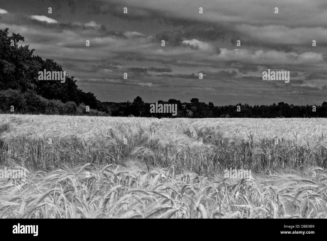 Un champ d'orge l'A135 à Thetford, Norfolk. L'Angleterre. (Noir et blanc) Banque D'Images