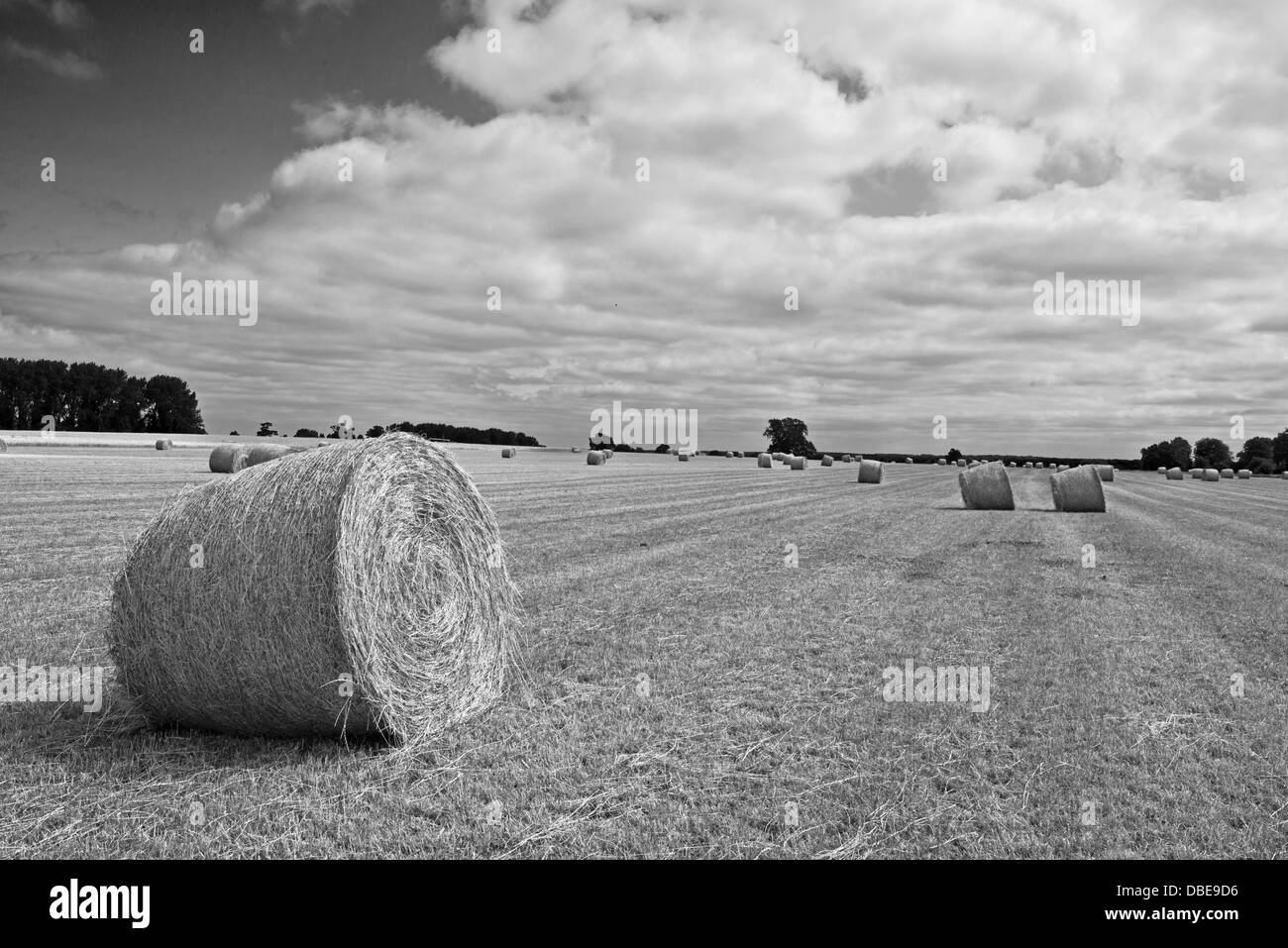 Un champ de bottes de foin sur l'A135, Thetford Road. Le Norfolk. L'Angleterre (noir et blanc) Banque D'Images