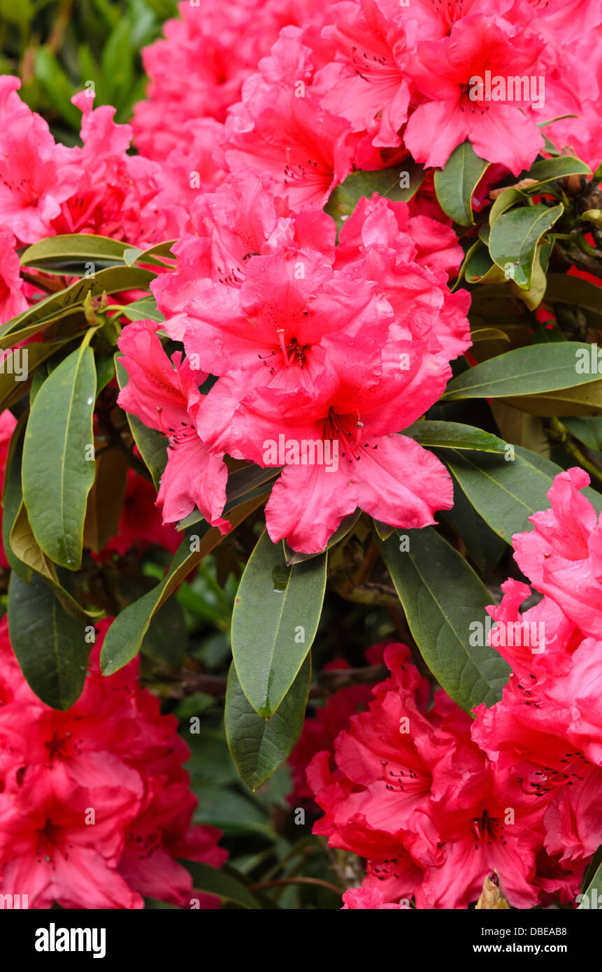 Grande fleur rhododendron (Rhododendron hybride comte de donoughmore) Banque D'Images