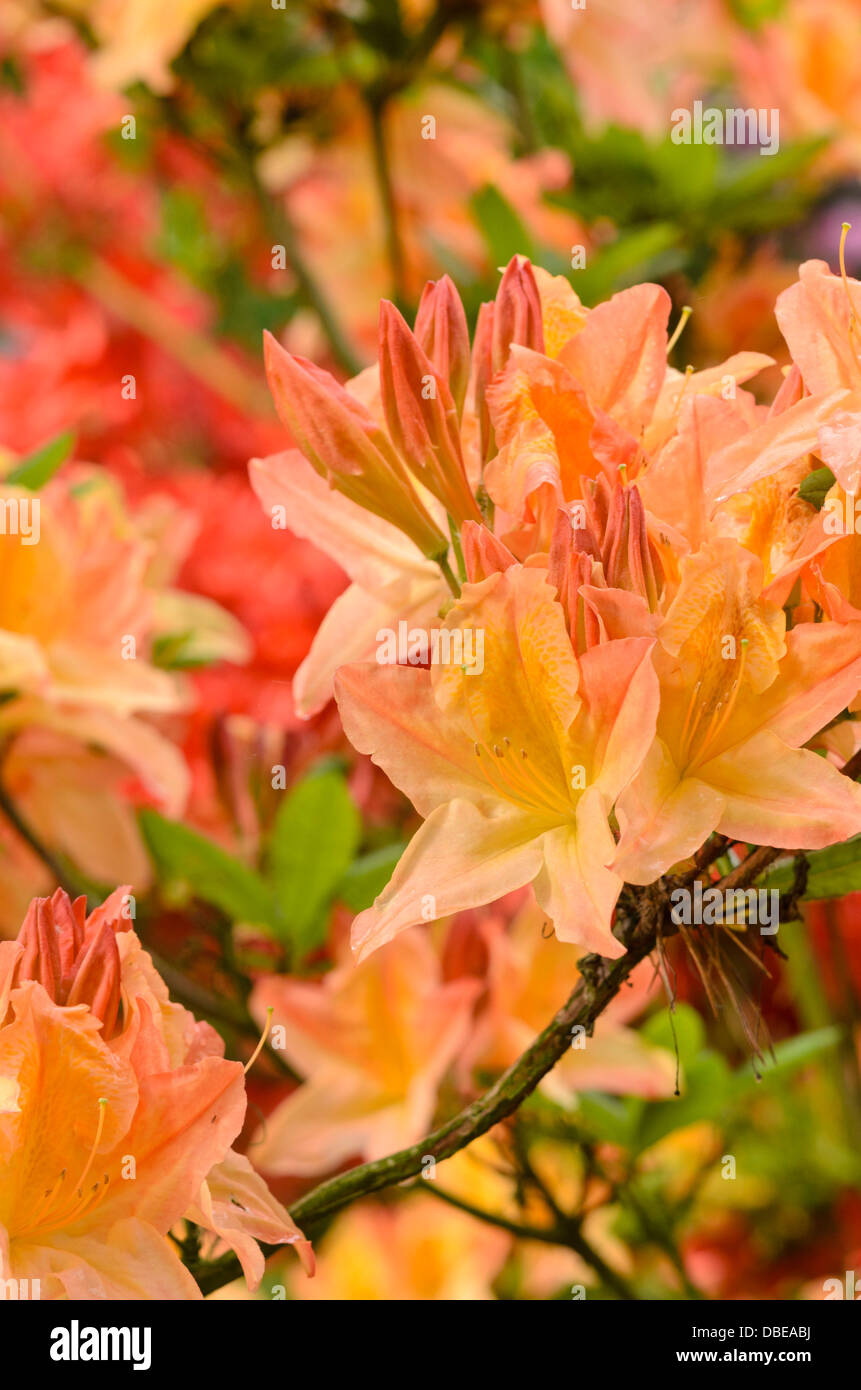 Azalées à feuilles caduques (rhododendron mollis 'Prinses Juliana') Banque D'Images