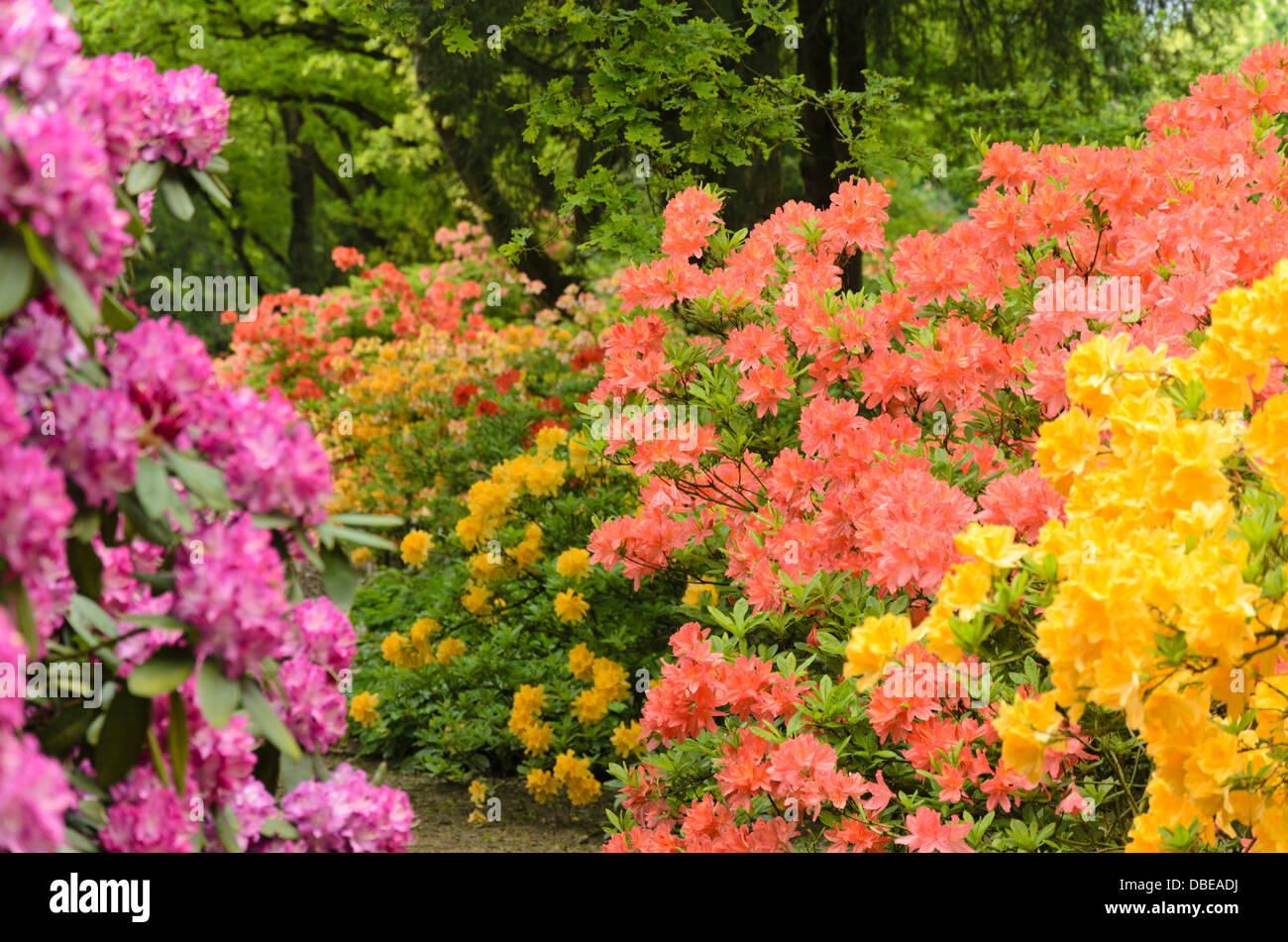 Azalées à feuilles caduques (rhododendron mollis) Banque D'Images