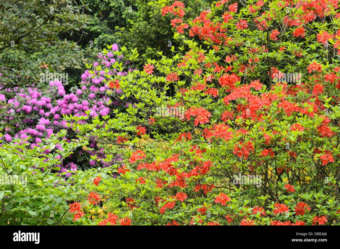 Azalées à feuilles caduques (rhododendron mollis) Banque D'Images