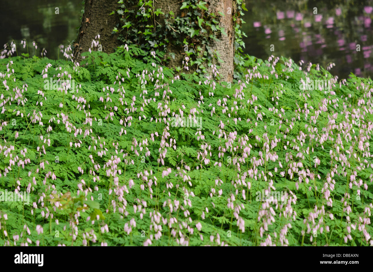 Coeur saignant à franges (dicentra eximia) Banque D'Images