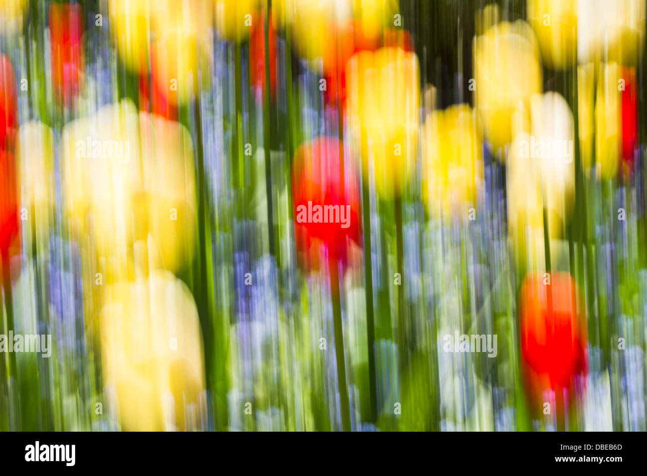 La nature de fond vert et jaune Banque D'Images