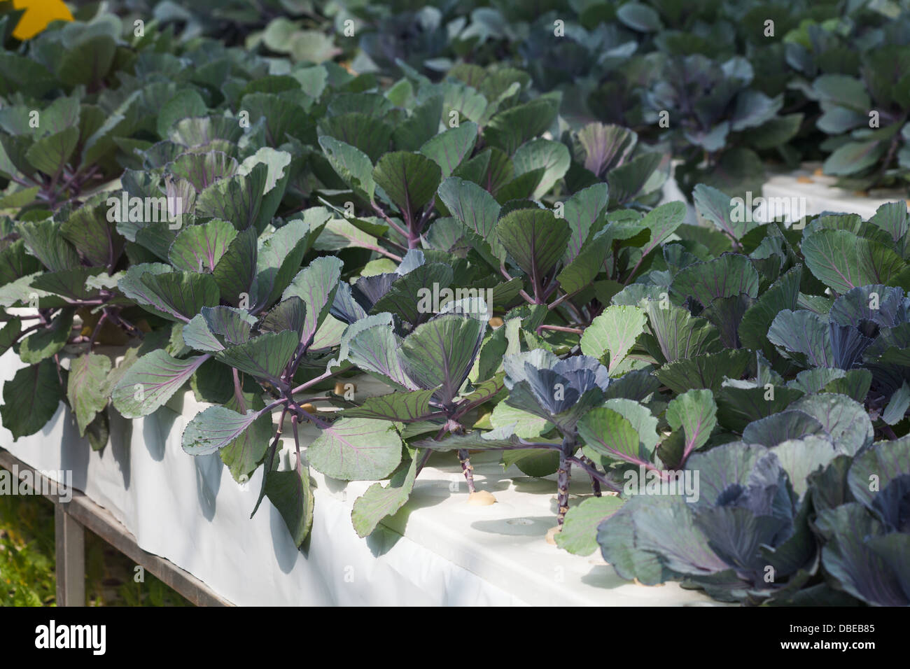 De plus en plus chou-rave violet In Vegetable Garden Banque D'Images