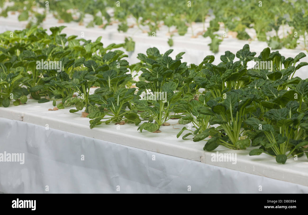 Concept de légumes de serre de l'Agriculture Banque D'Images