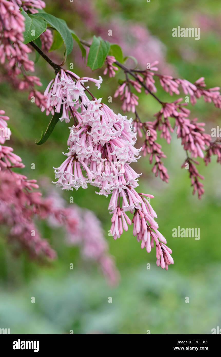 Perle Rose lilas (Syringa x swegiflexa) Banque D'Images