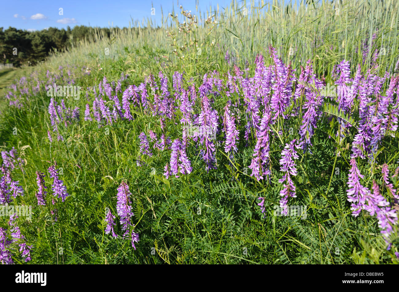 Vesce jargeau (Vicia cracca) Banque D'Images