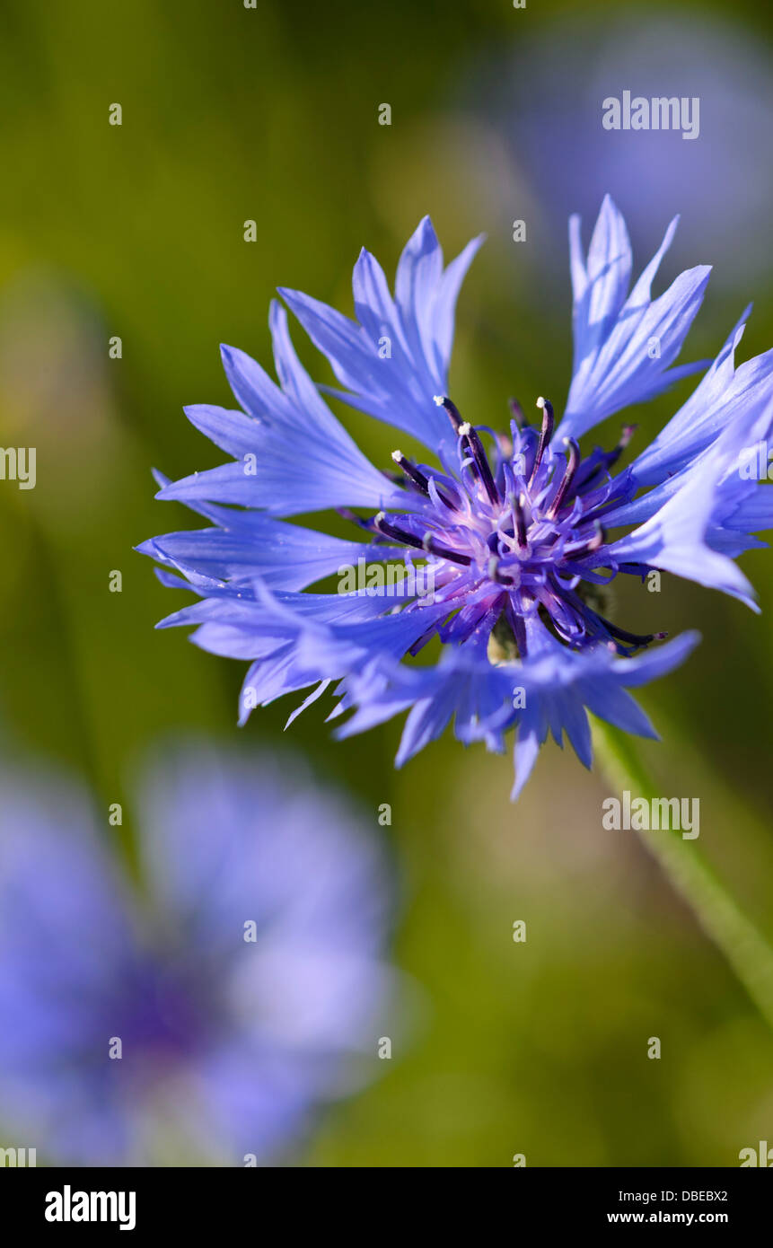 Le bleuet (centaurea cyanus) Banque D'Images