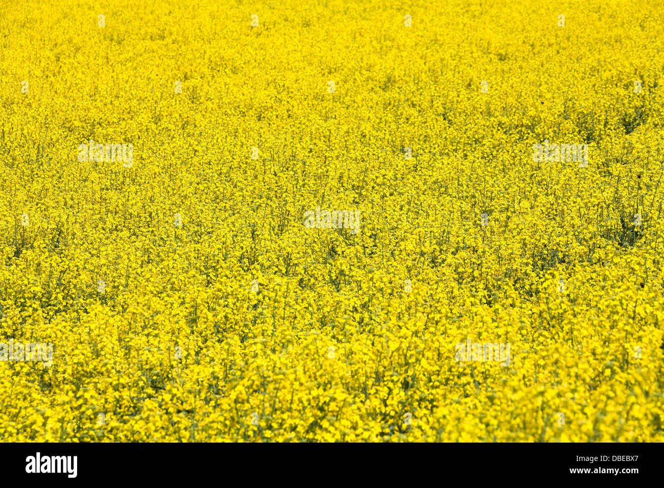 Canola jaune fleur pour l'utilisation d'arrière-plan Banque D'Images