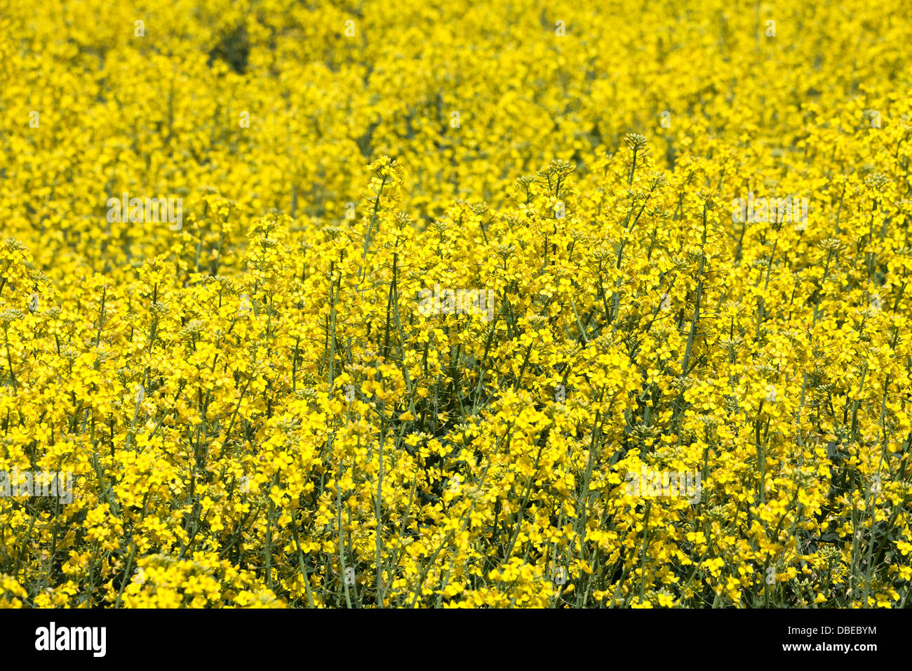 Canola jaune fleur pour l'utilisation d'arrière-plan Banque D'Images