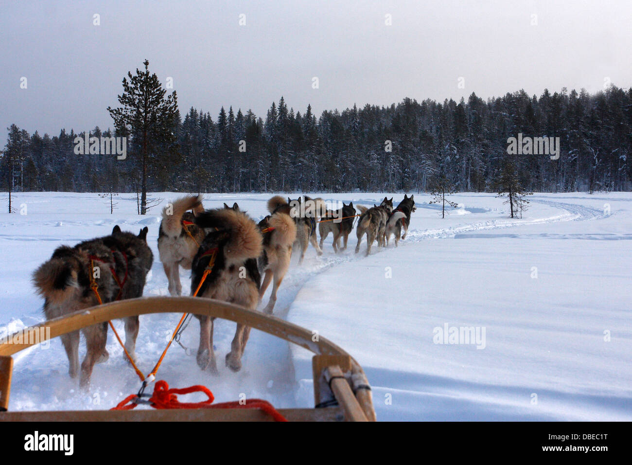 Traîneau à chiens Husky à travers la forêt de Rovaniemi, Laponie, Finlande. Banque D'Images