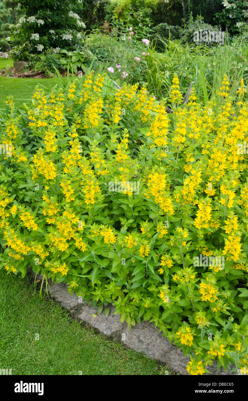 La Salicaire (Lysimachia punctata en pointillés) Banque D'Images