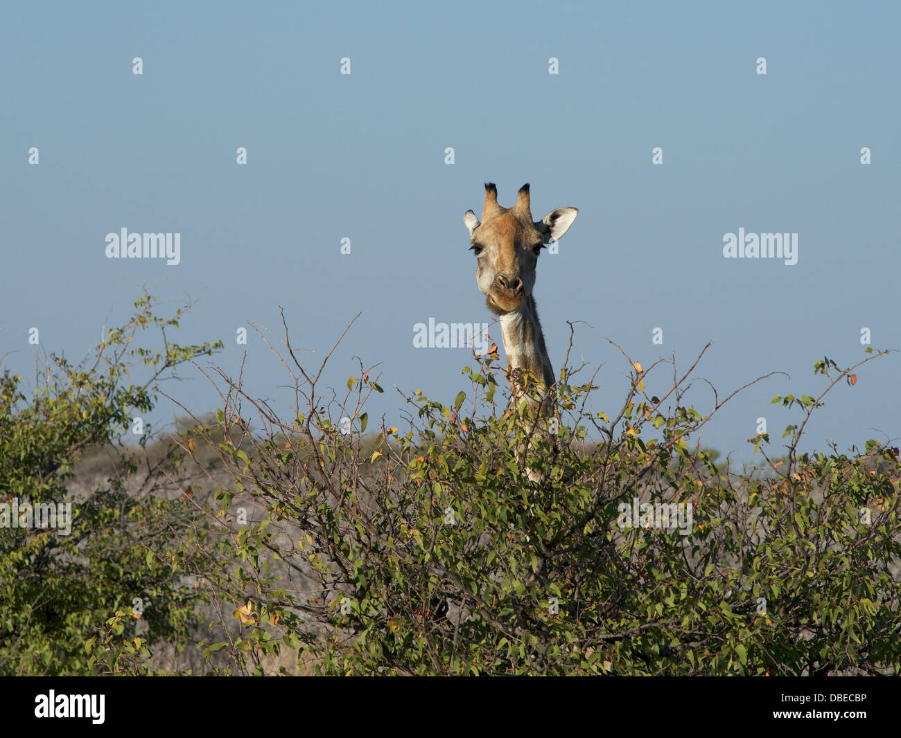 Girafe à plus de buissons d'Etosha Namibie Afrique du Sud Banque D'Images