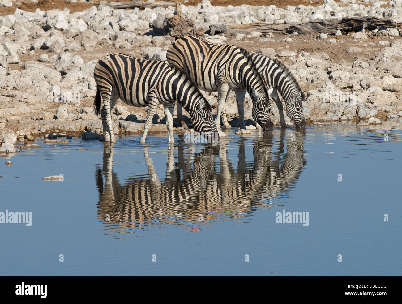 Le zèbre de Burchell de point d'eau potable à Okaukuejo Etosha National Park Afrique Namibie Banque D'Images