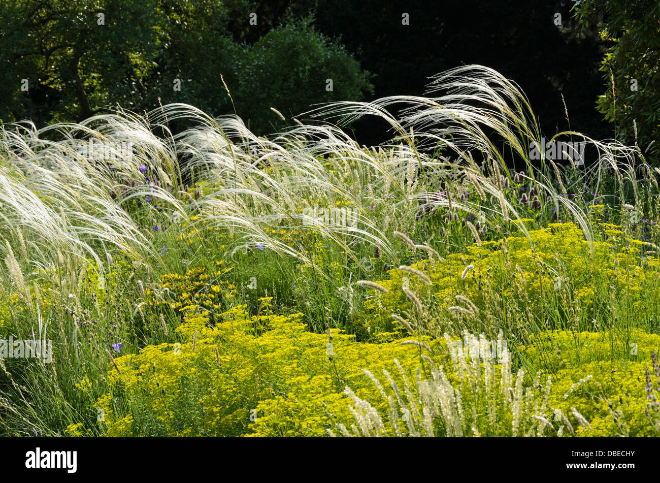 Golden feather grass (Stipa pulcherrima) et de seguier l'euphorbe ésule (Euphorbia seguieriana) Banque D'Images