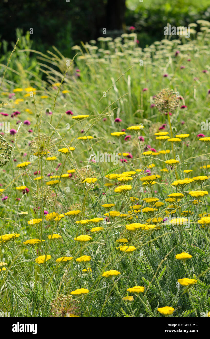 Fernleaf achillée (achillea filipendulina 'coronation gold') Banque D'Images