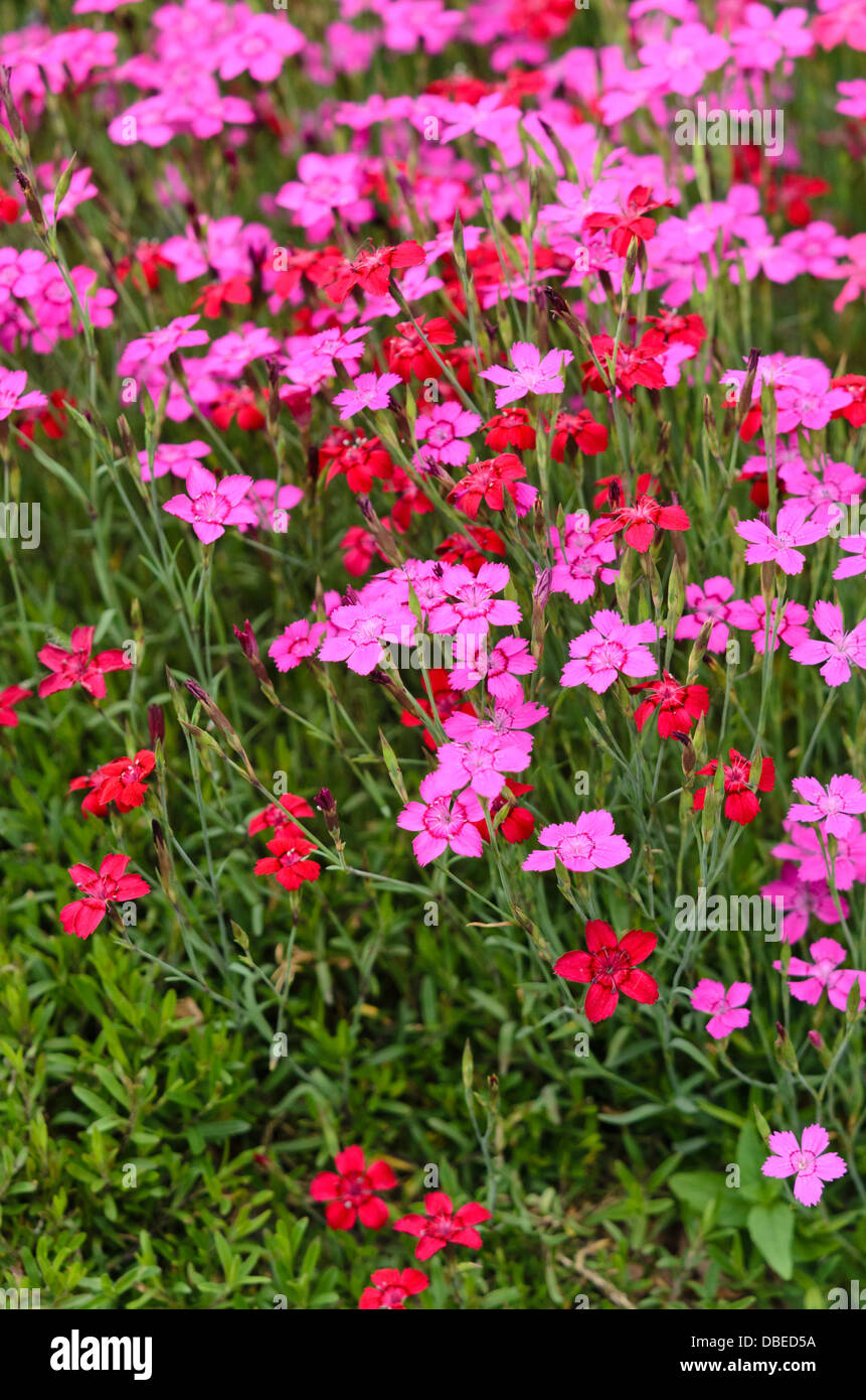 Rose de jeune fille (dianthus deltoides) Banque D'Images