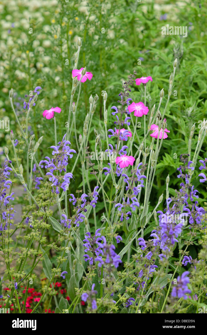 Rose de la Couronne (Lychnis coronaria syn. Silene coronaria) et meadow clary (Salvia pratensis 'Mittsommer') Banque D'Images