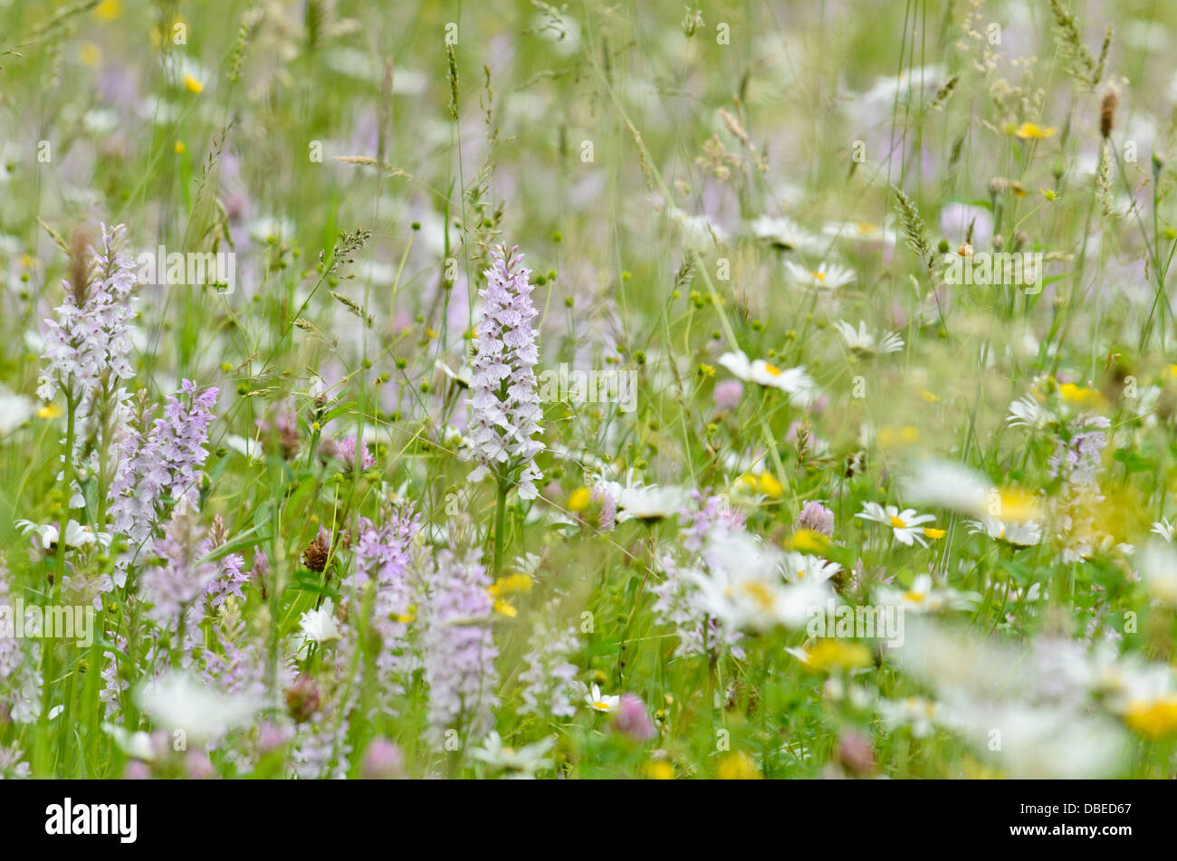 Heath spotted orchid (dactylorhiza maculata) Banque D'Images
