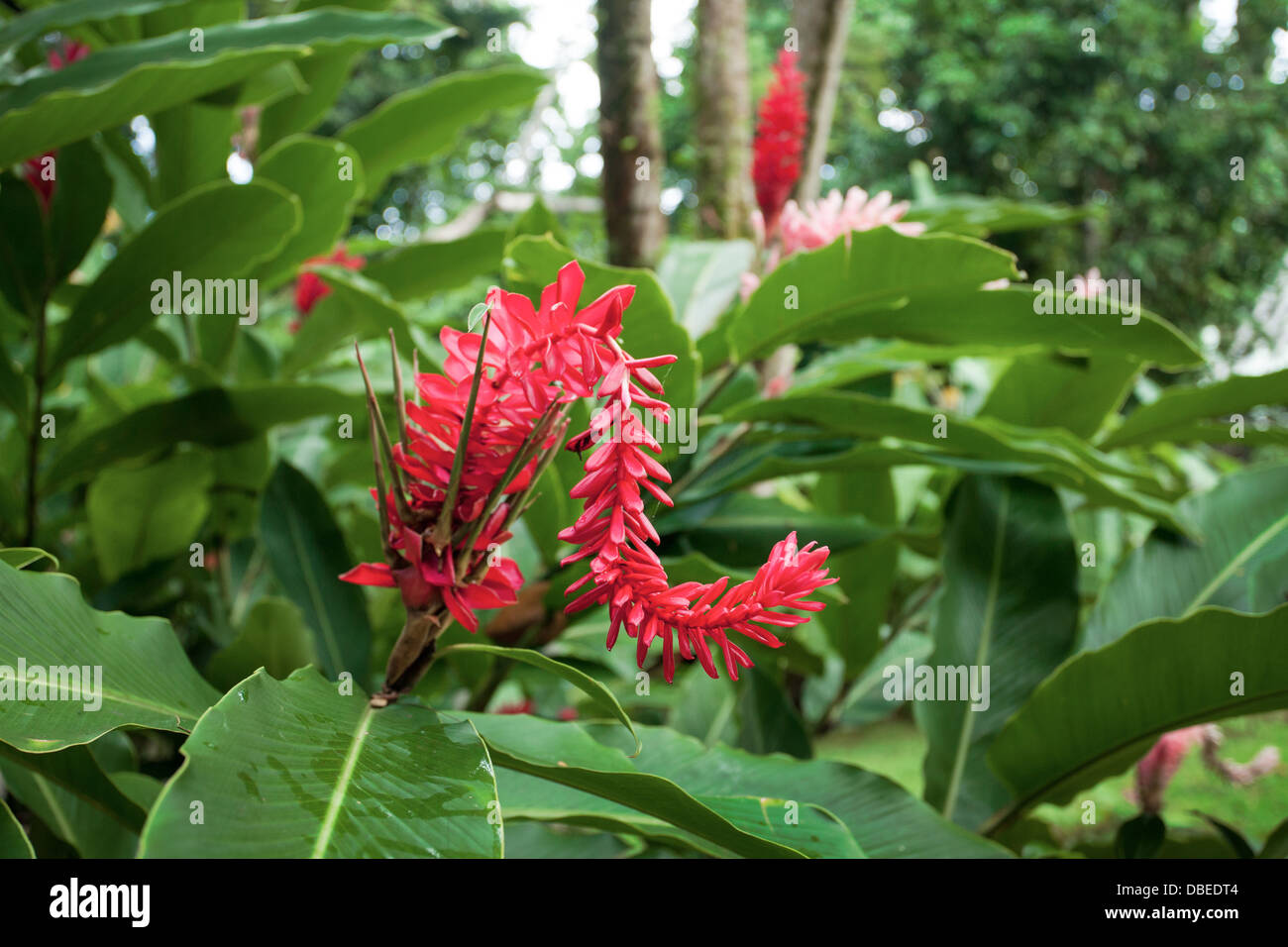 Fleurs de gingembre rouge dans la forêt tropicale El Yunque de Puerto Rico. Banque D'Images