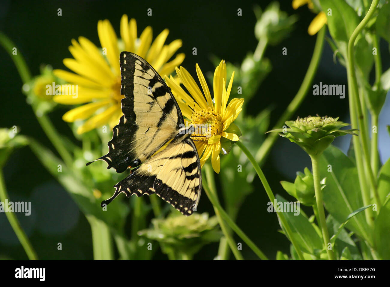 Un papillon, le Tiger Swallowtail Papilio glaucus, sur une fleur, plante Boussole Silphium laciniatum Banque D'Images
