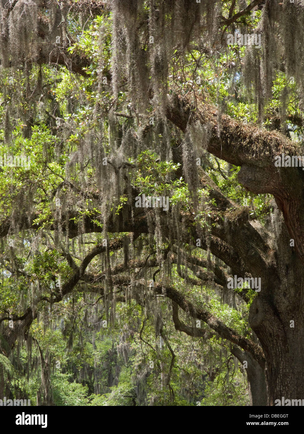 La mousse espagnole accroché SUR LES BRANCHES D'ARBRES SAVANNAH GEORGIA USA Banque D'Images