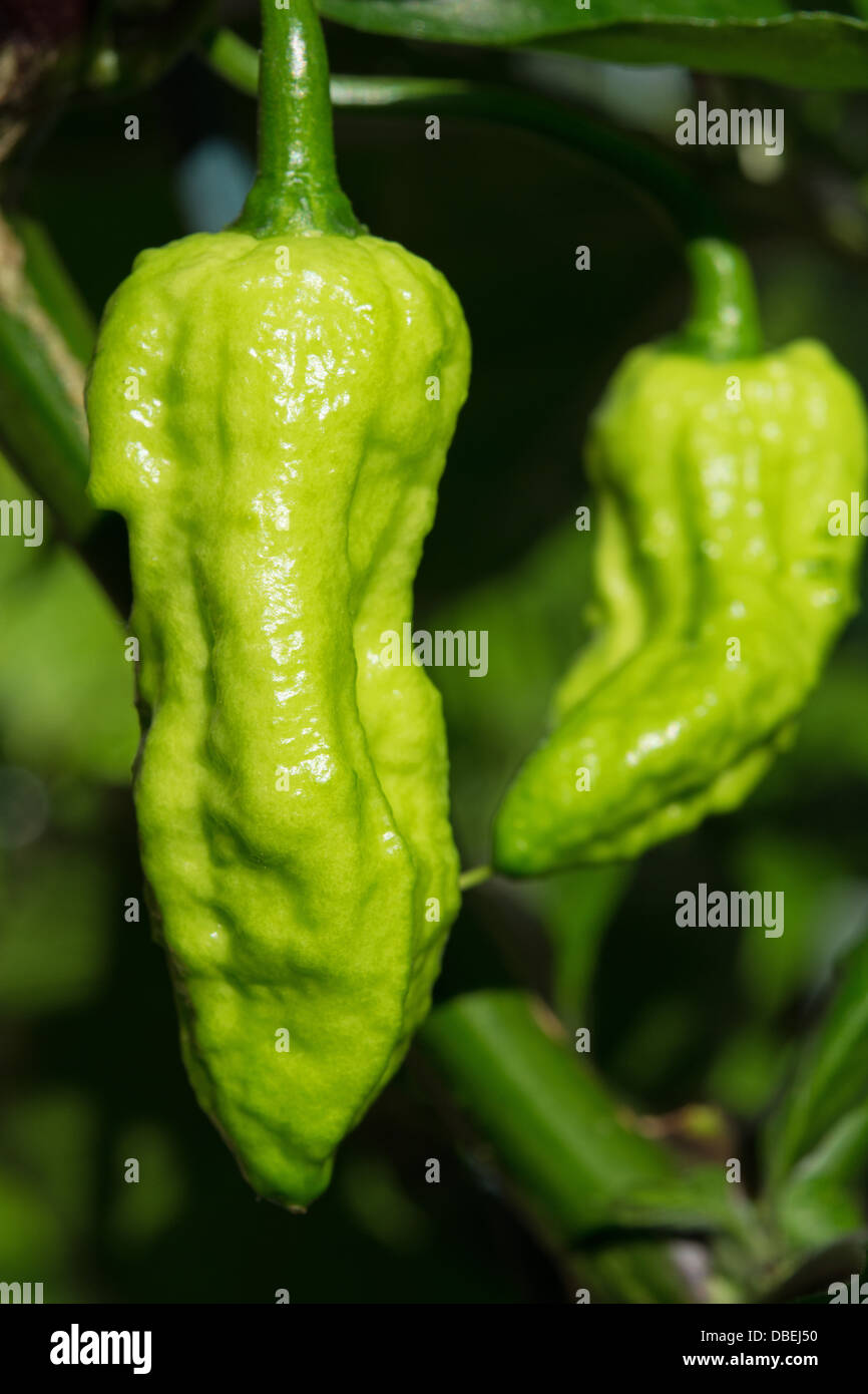 Le piment Bhut Jolokia, l'un des piments les plus chaudes dans le monde (voir la description fort pour plus d'informations et d'autres noms). Banque D'Images