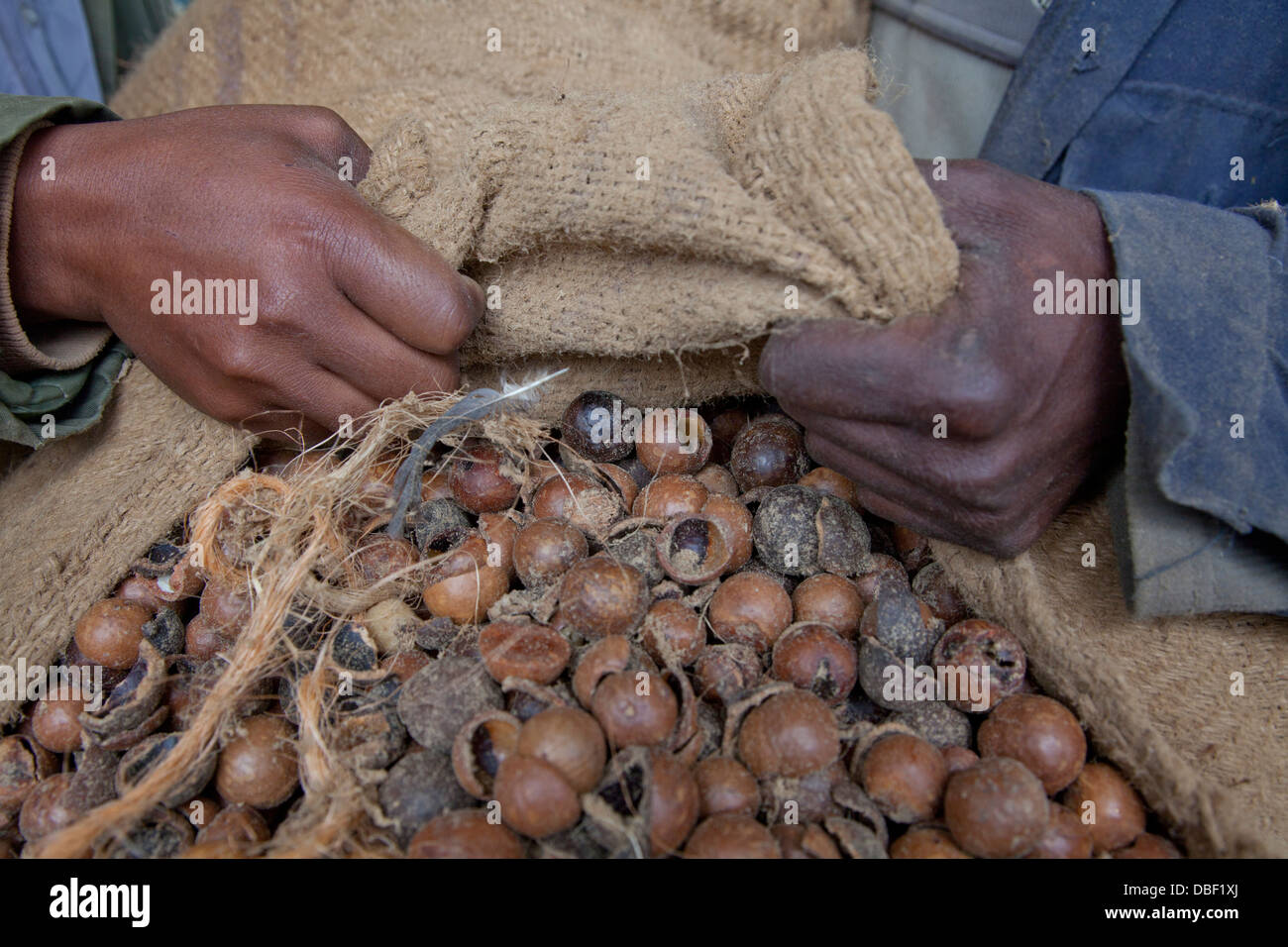 Traitement de l'agriculture et de l'huile d'arbre de thé pour l'exportation des produits de beauté vendus par des organisations du commerce équitable. Kenya Banque D'Images