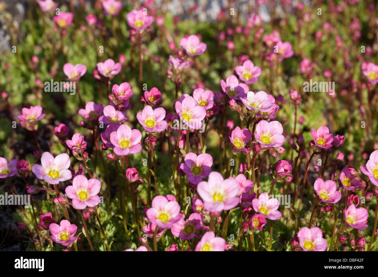 Rose saxifrage fleurs des Alpes Banque D'Images