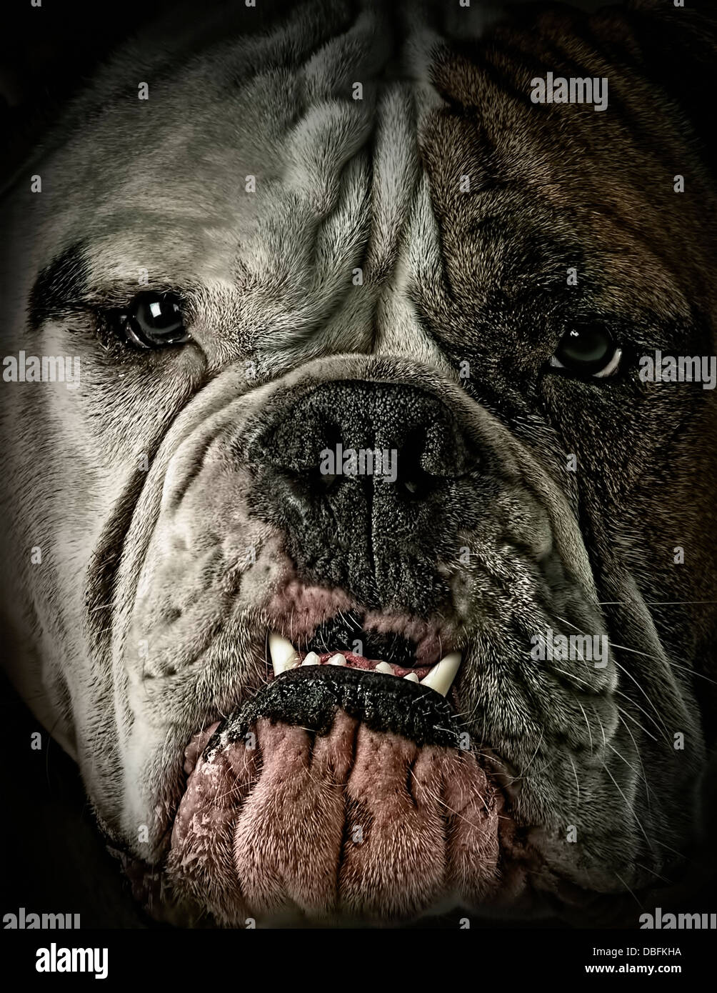 Close up of dog's visage ridé Banque D'Images