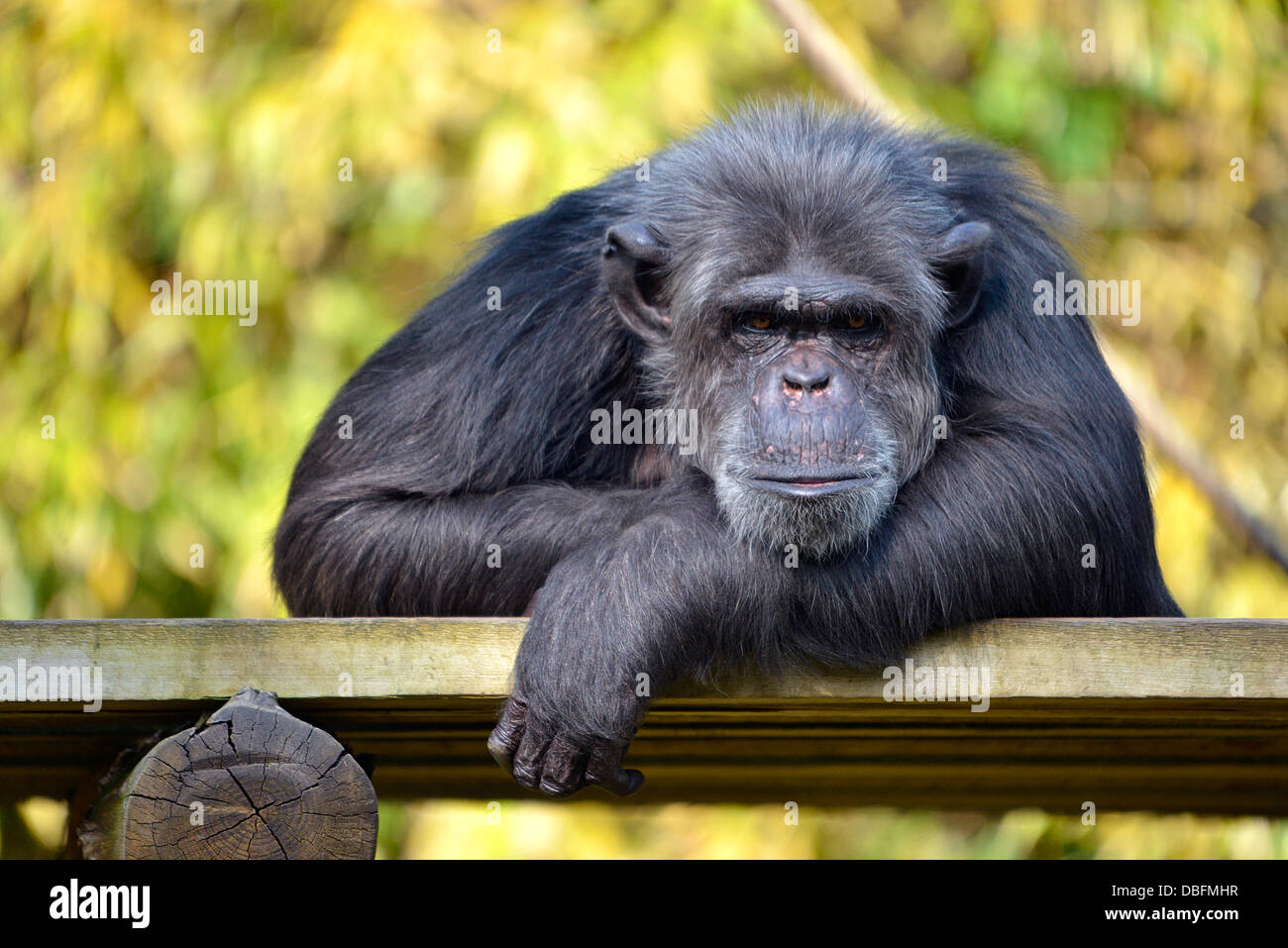 Portrait de chimpanzé (Pan troglodytes) est posé sur une planche en bois Banque D'Images