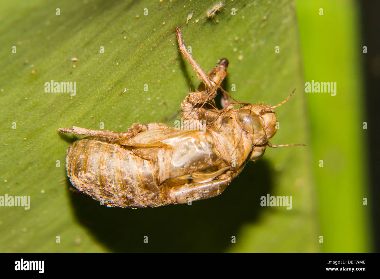 Déterminer les cigales sur les feuilles Banque D'Images