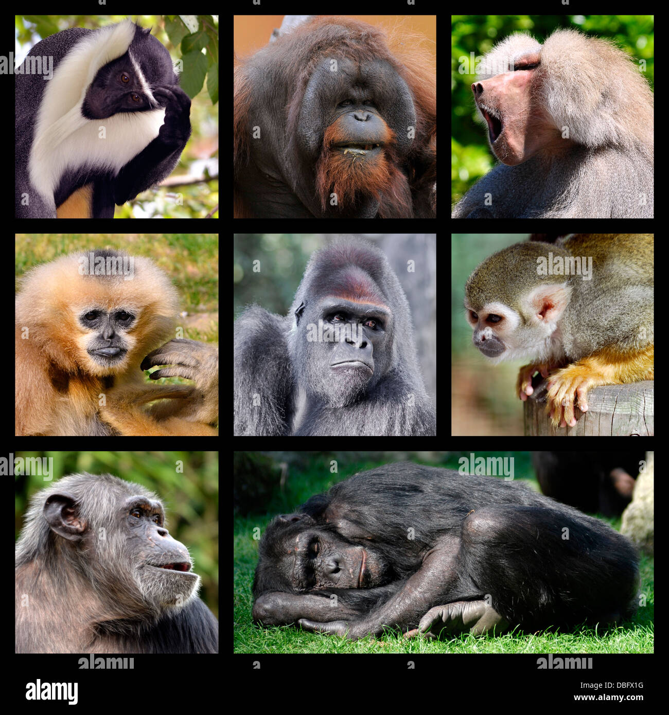 Huit photos mosaïque de singes Banque D'Images