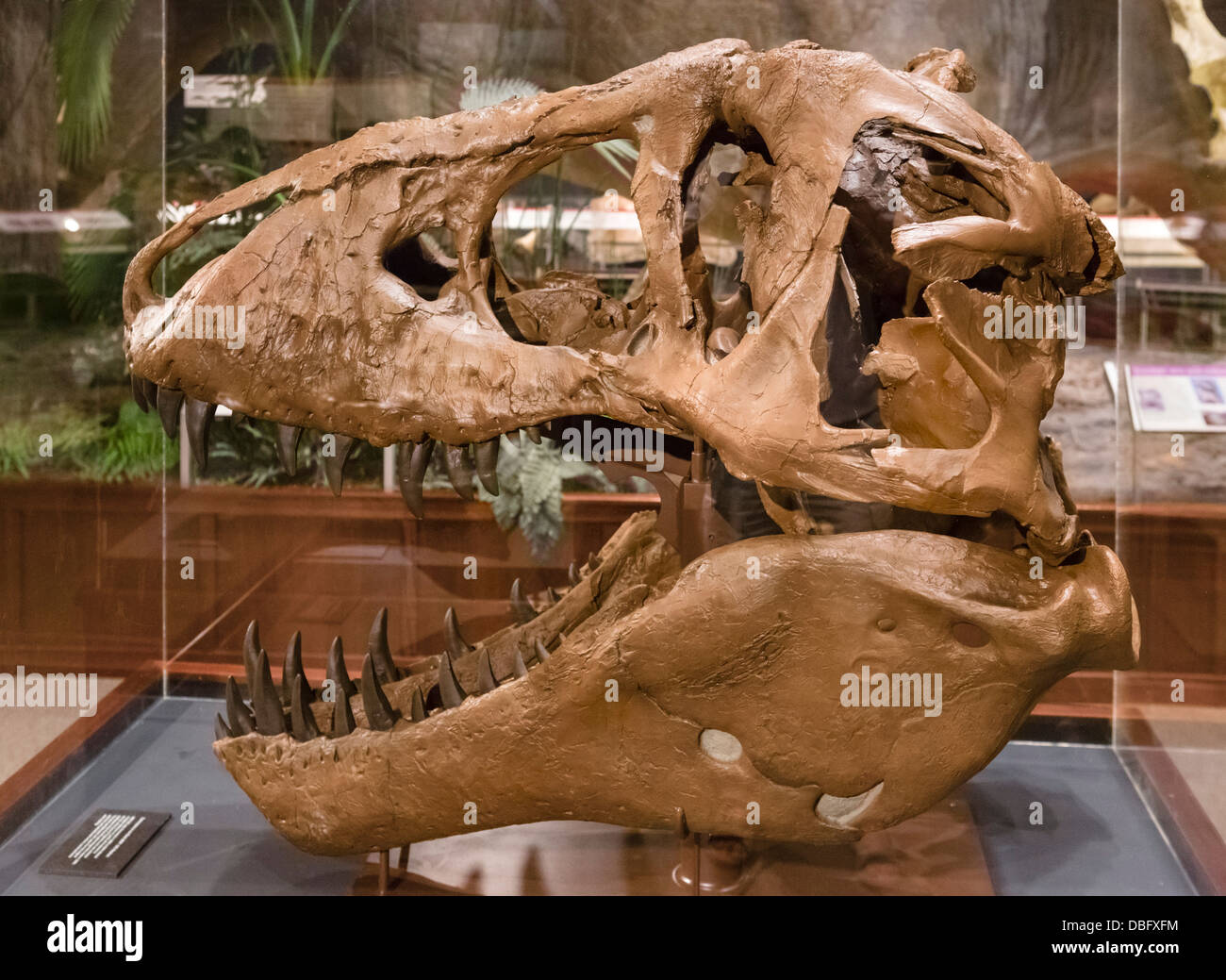 T rex crâne Banque de photographies et d’images à haute résolution Alamy — free download