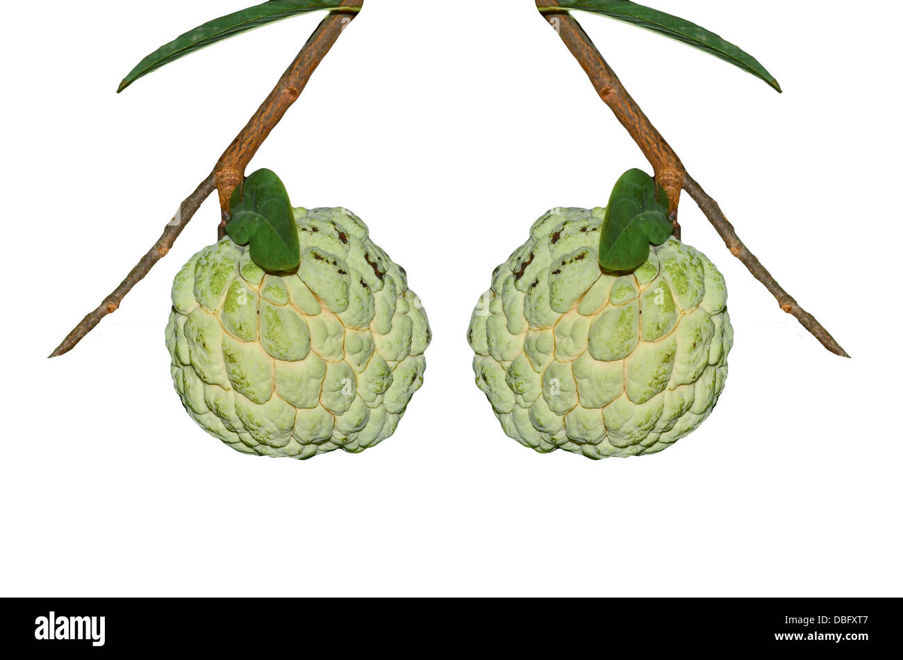 L'anone fruits sur fond blanc Banque D'Images