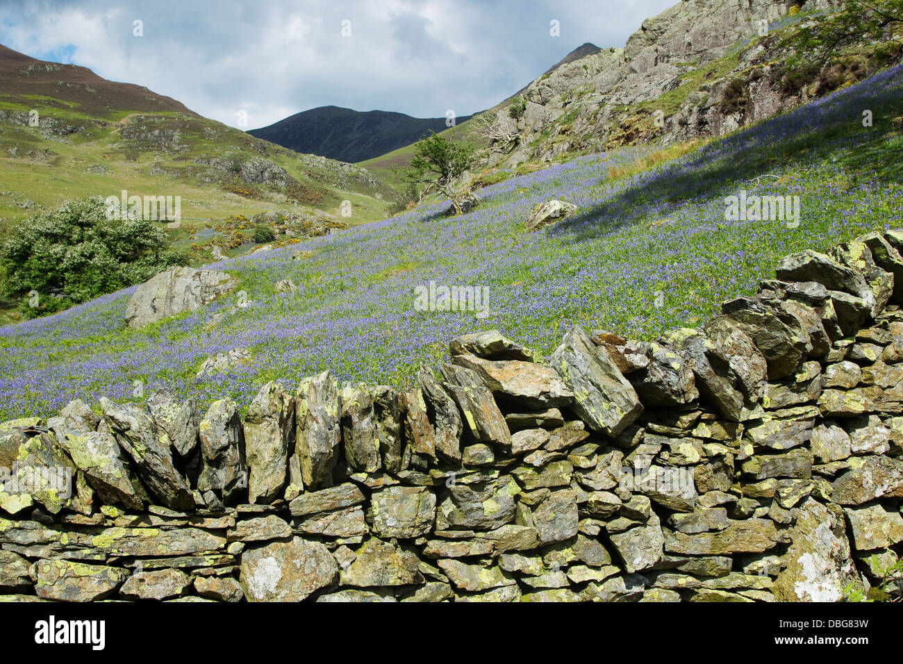 Bluebells sur Grasmoor avec mur de pierres sèches Parc National de Lake District, Cumbria (Royaume-Uni) LA006027 Banque D'Images