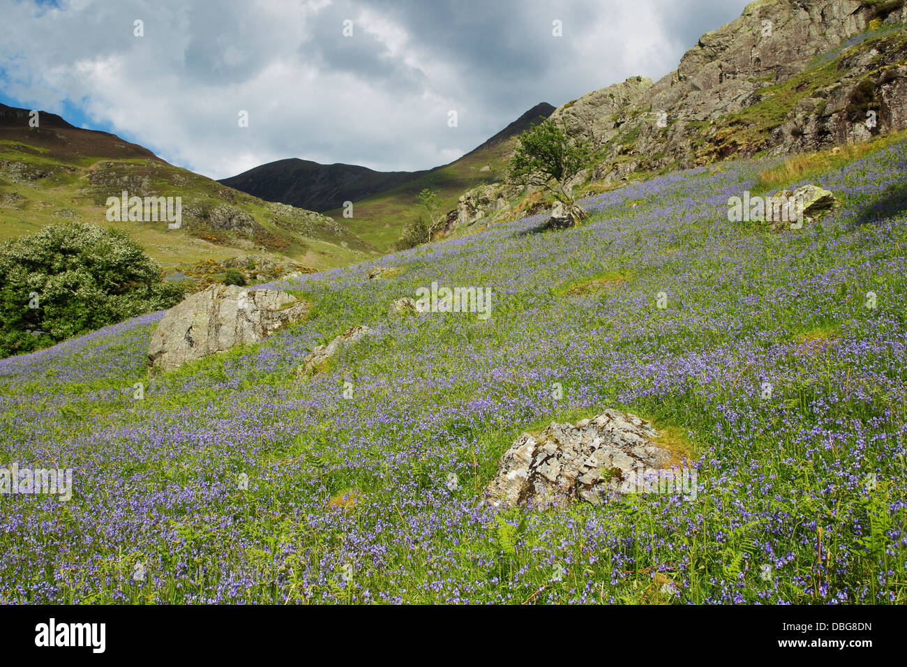 Bluebells sur Grasmoor Parc National de Lake District, Cumbria (Royaume-Uni) LA006028 Banque D'Images