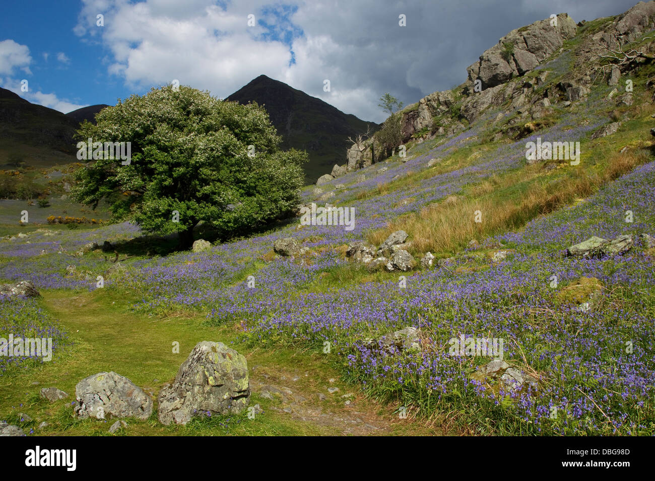 Bluebells sur Grasmoor Parc National de Lake District, Cumbria (Royaume-Uni) LA006030 Banque D'Images
