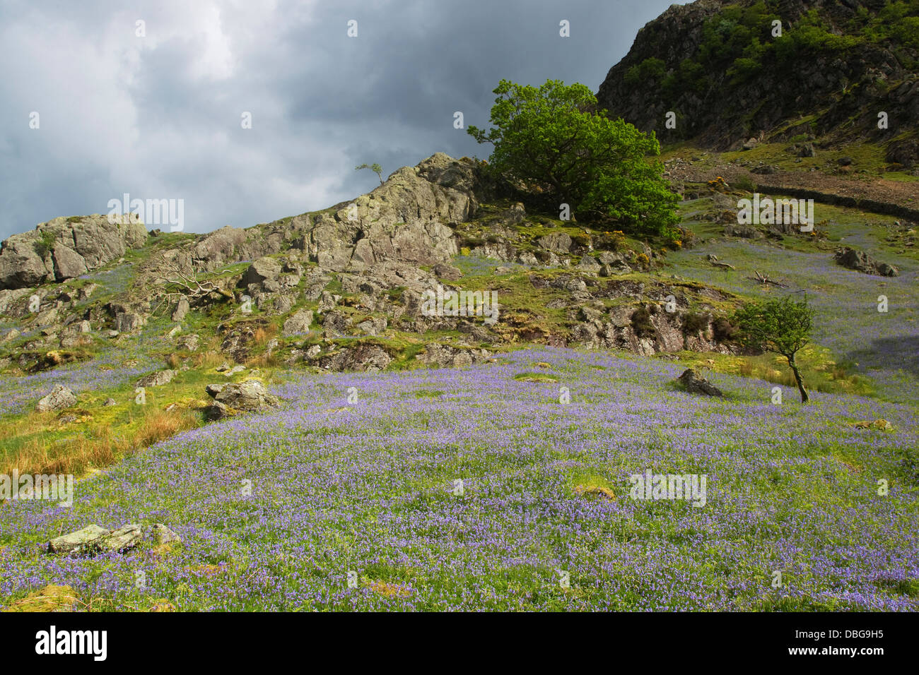 Bluebells sur Grasmoor Parc National de Lake District, Cumbria (Royaume-Uni) LA006031 Banque D'Images