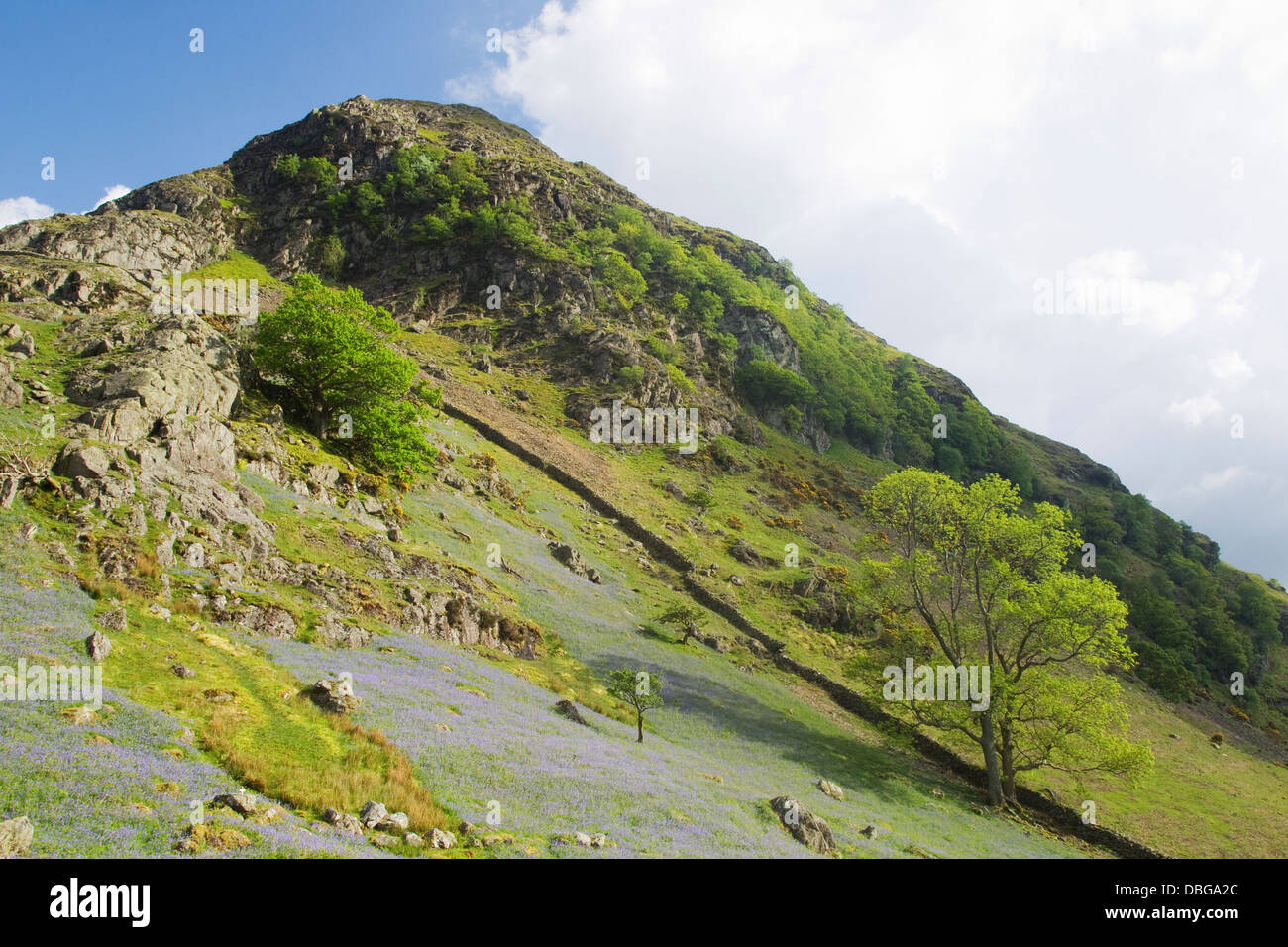 Bluebells sur Grasmoor Parc National de Lake District, Cumbria (Royaume-Uni) LA006032 Banque D'Images