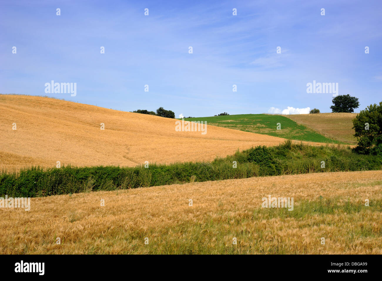 Italie, Ombrie, champs de blé en été Banque D'Images