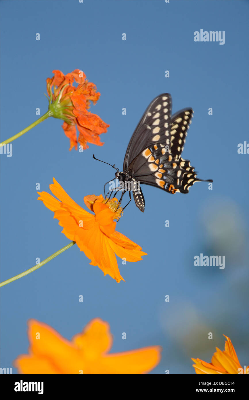 Un papillon, le Swallowtail noir sur une fleur orangée, Papilio polyxenes Fabricius Banque D'Images