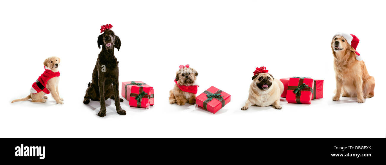 chiens de Noël Banque D'Images